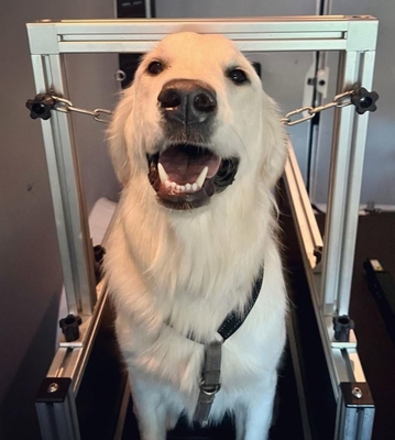 Tapis de course pour chien recouvert d'électrophorèse et équipement de course pour chien sûr
