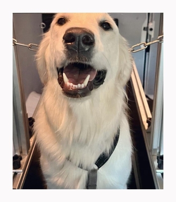 Autres Type d'article tapis roulant pour chien pour amis à quatre pattes de tailles différentes