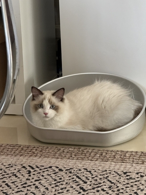 Le lavage à la main de la grande litière de chat pour animaux de compagnie est un modèle solide de nettoyage manuel