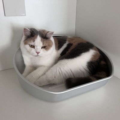 Le lavage à la main de la grande litière de chat pour animaux de compagnie est un modèle solide de nettoyage manuel