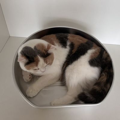Mat de lit de chat refroidissant lavable à la main pour le matériel en aluminium d'été et résistant aux morsures