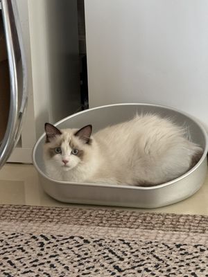 Mat de lit de chat refroidissant lavable à la main pour le matériel en aluminium d'été et résistant aux morsures