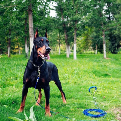 Activités en plein air Entraînement de chien avec 100-150 kg / 220-330 lbs capacité de poids de laisse