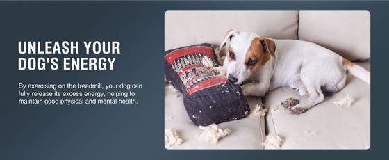 Gardez votre chien actif et en bonne santé avec notre machine de marche sur tapis roulant durable