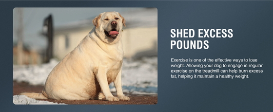 Machine de tapis roulant pour animaux personnalisée pour les grands chiens expédiée au port de Shanghai ou de Nanjing