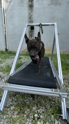 Exercice pour chiens Slatmill animaux de compagnie tapis roulant machine à marcher pour Pit Bull