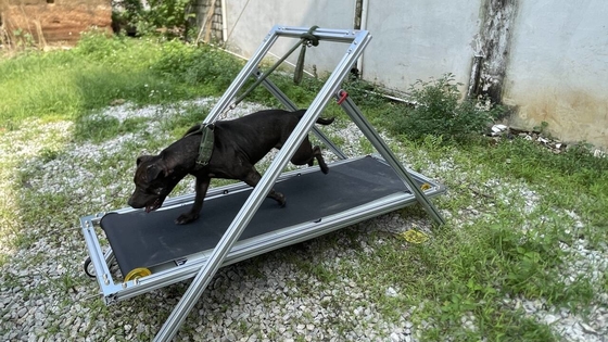 Un tapis roulant durable pour chien avec fonctionnement silencieux Port maritime Shanghai ou Port de Nanjing