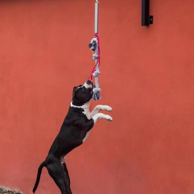 Grand chien à ressort ensemble lourd et durable pour les chiens jusqu'à 105 lbs/210 lbs