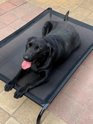 Lit portable en acier inoxydable XL pour animaux de compagnie avec un design élevé et une représentation animale