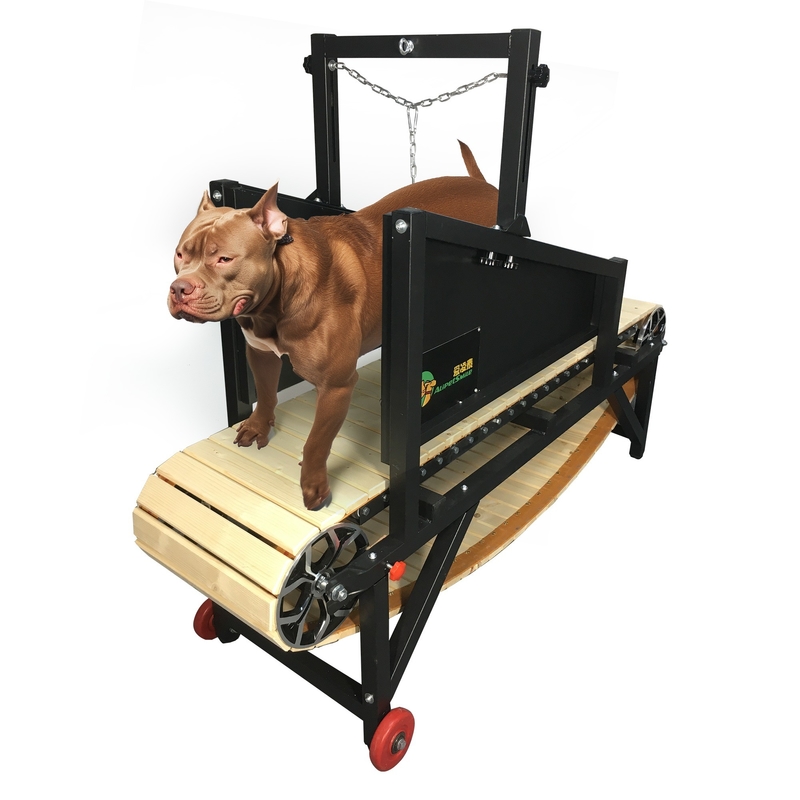 Maximiser les performances de votre chien